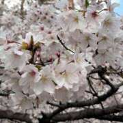 ヒメ日記 2026/03/31 13:26 投稿 さらさ ニュー不夜城