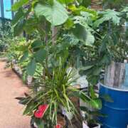 ヒメ日記 2025/07/20 12:42 投稿 るい 久留米デリヘルセンター