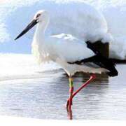 ヒメ日記 2026/01/29 09:52 投稿 関内光子(せきうちみつこ) 五十路マダム福知山店(カサブランカグループ)