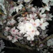 ヒメ日記 2026/04/15 11:10 投稿 常坂文乃(ときさかふみの) 五十路マダム福知山店(カサブランカグループ)