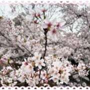 ヒメ日記 2026/03/31 23:42 投稿 二宮つばき(にのみやつばき) 五十路マダム福知山店(カサブランカグループ)