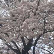 なあみ お花見🌸 熟女の風俗最終章 仙台店