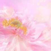 ヒメ日記 2024/12/11 21:38 投稿 早川奈津 五十路マダム富山店(カサブランカグループ)