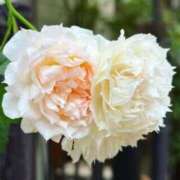 ヒメ日記 2025/02/11 19:18 投稿 早川奈津 五十路マダム富山店(カサブランカグループ)