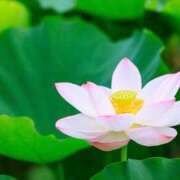 ヒメ日記 2026/03/11 10:02 投稿 早川奈津 五十路マダム富山店(カサブランカグループ)