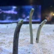 ヒメ日記 2025/07/18 01:47 投稿 れみ T-BACKS てぃ～ばっくす栄町店