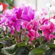 ヒメ日記 2024/12/13 10:11 投稿 りお 夜這専門発情する奥様たち 谷九店