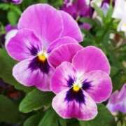 ヒメ日記 2024/12/15 10:12 投稿 りお 夜這専門発情する奥様たち 谷九店