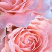 ヒメ日記 2024/12/21 09:41 投稿 りお 夜這専門発情する奥様たち 谷九店