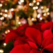 ヒメ日記 2024/12/25 10:02 投稿 りお 夜這専門発情する奥様たち 谷九店