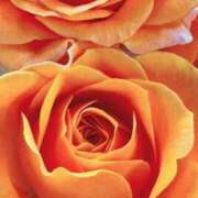 ヒメ日記 2024/12/28 09:41 投稿 りお 夜這専門発情する奥様たち 谷九店