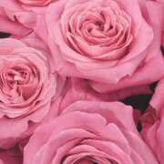 ヒメ日記 2025/01/04 09:02 投稿 りお 夜這専門発情する奥様たち 谷九店