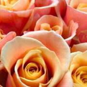 ヒメ日記 2025/01/15 09:02 投稿 りお 夜這専門発情する奥様たち 谷九店