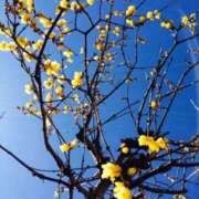 ヒメ日記 2025/01/17 10:01 投稿 りお 夜這専門発情する奥様たち 谷九店