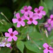 ヒメ日記 2025/01/29 10:02 投稿 りお 夜這専門発情する奥様たち 谷九店