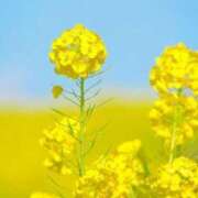 ヒメ日記 2025/02/03 10:02 投稿 りお 夜這専門発情する奥様たち 谷九店