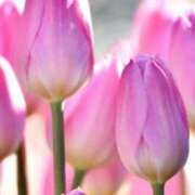 ヒメ日記 2025/02/06 10:02 投稿 りお 夜這専門発情する奥様たち 谷九店