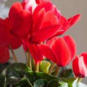 ヒメ日記 2025/02/08 10:02 投稿 りお 夜這専門発情する奥様たち 谷九店