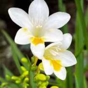 ヒメ日記 2025/02/21 09:02 投稿 りお 夜這専門発情する奥様たち 谷九店