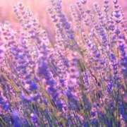 ヒメ日記 2025/02/25 10:02 投稿 りお 夜這専門発情する奥様たち 谷九店