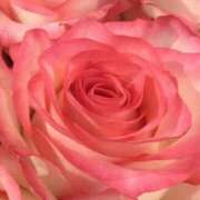 ヒメ日記 2025/03/13 09:20 投稿 りお 夜這専門発情する奥様たち 谷九店