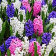 ヒメ日記 2025/03/19 10:02 投稿 りお 夜這専門発情する奥様たち 谷九店