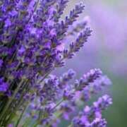 ヒメ日記 2025/03/27 10:02 投稿 りお 夜這専門発情する奥様たち 谷九店