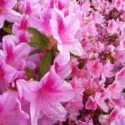 ヒメ日記 2025/04/07 10:02 投稿 りお 夜這専門発情する奥様たち 谷九店