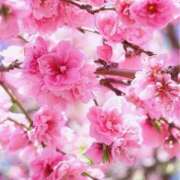 ヒメ日記 2025/04/16 10:02 投稿 りお 夜這専門発情する奥様たち 谷九店