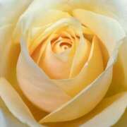 ヒメ日記 2025/04/19 09:02 投稿 りお 夜這専門発情する奥様たち 谷九店