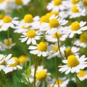 ヒメ日記 2025/04/21 10:02 投稿 りお 夜這専門発情する奥様たち 谷九店