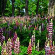 ヒメ日記 2025/05/11 10:01 投稿 りお 夜這専門発情する奥様たち 谷九店