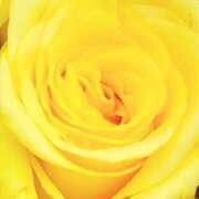 ヒメ日記 2025/05/17 09:02 投稿 りお 夜這専門発情する奥様たち 谷九店