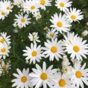 ヒメ日記 2025/05/25 10:14 投稿 りお 夜這専門発情する奥様たち 谷九店