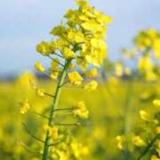 ヒメ日記 2025/05/29 10:02 投稿 りお 夜這専門発情する奥様たち 谷九店