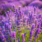 ヒメ日記 2025/06/09 10:02 投稿 りお 夜這専門発情する奥様たち 谷九店