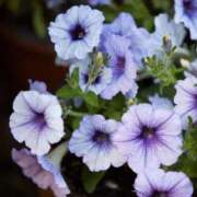 ヒメ日記 2025/06/23 10:02 投稿 りお 夜這専門発情する奥様たち 谷九店