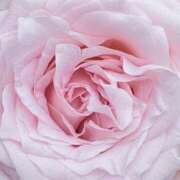 ヒメ日記 2025/06/25 09:11 投稿 りお 夜這専門発情する奥様たち 谷九店