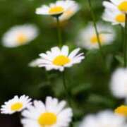 ヒメ日記 2025/06/26 10:41 投稿 りお 夜這専門発情する奥様たち 谷九店