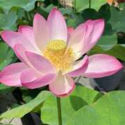 ヒメ日記 2025/07/11 10:02 投稿 りお 夜這専門発情する奥様たち 谷九店