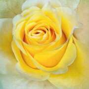 ヒメ日記 2025/07/12 09:01 投稿 りお 夜這専門発情する奥様たち 谷九店