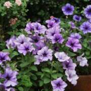 ヒメ日記 2025/07/14 10:02 投稿 りお 夜這専門発情する奥様たち 谷九店