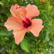 ヒメ日記 2025/07/15 10:02 投稿 りお 夜這専門発情する奥様たち 谷九店