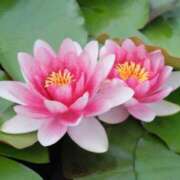 ヒメ日記 2025/07/18 10:02 投稿 りお 夜這専門発情する奥様たち 谷九店