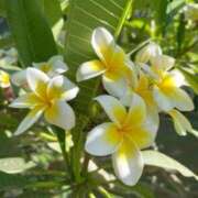 ヒメ日記 2025/07/31 10:11 投稿 りお 夜這専門発情する奥様たち 谷九店