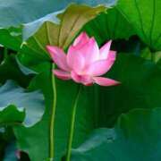 ヒメ日記 2025/08/05 10:11 投稿 りお 夜這専門発情する奥様たち 谷九店