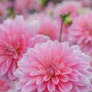 ヒメ日記 2025/08/06 10:02 投稿 りお 夜這専門発情する奥様たち 谷九店