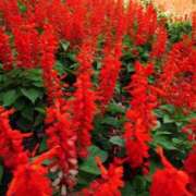 ヒメ日記 2025/08/10 10:02 投稿 りお 夜這専門発情する奥様たち 谷九店