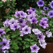 ヒメ日記 2025/08/16 09:41 投稿 りお 夜這専門発情する奥様たち 谷九店