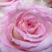 ヒメ日記 2025/08/19 09:02 投稿 りお 夜這専門発情する奥様たち 谷九店